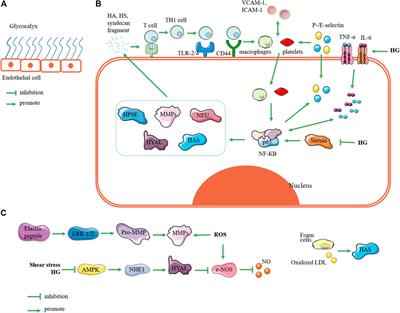 Roles of Endovascular Calyx Related Enzymes in Endothelial Dysfunction and Diabetic Vascular Complications